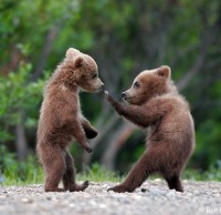 Хоёр бамбарууш